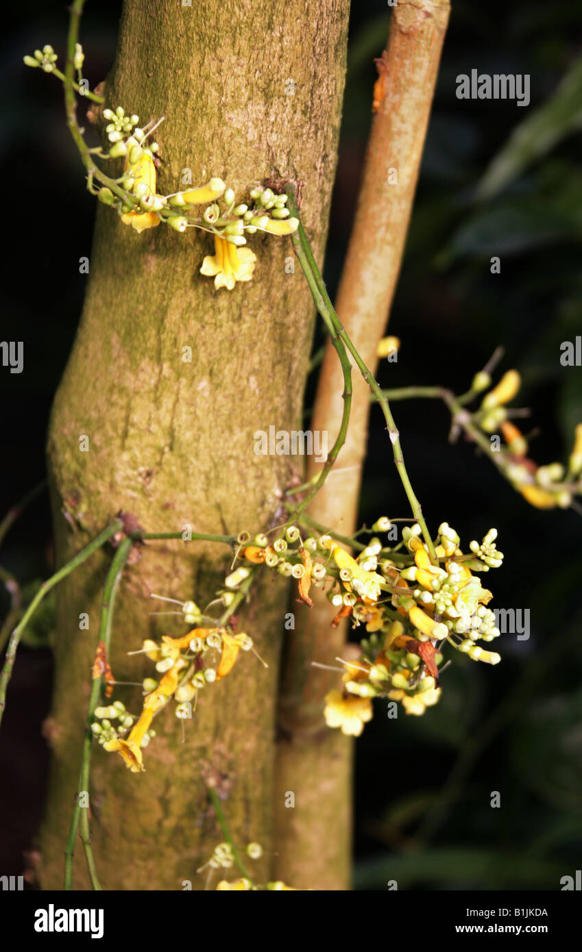 Ophiocolea floribunda, Bignoniaceae. Madagascar, Africa Foto Stock