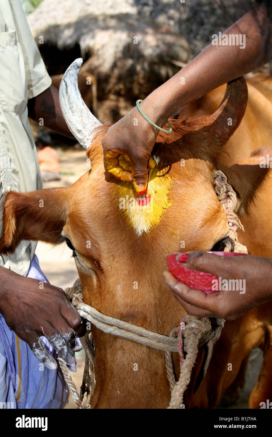 Vacca sacra essendo dato un tikka come una benedizione e grazie per il duro lavoro nei campi , Pongal harvest festival , India Foto Stock