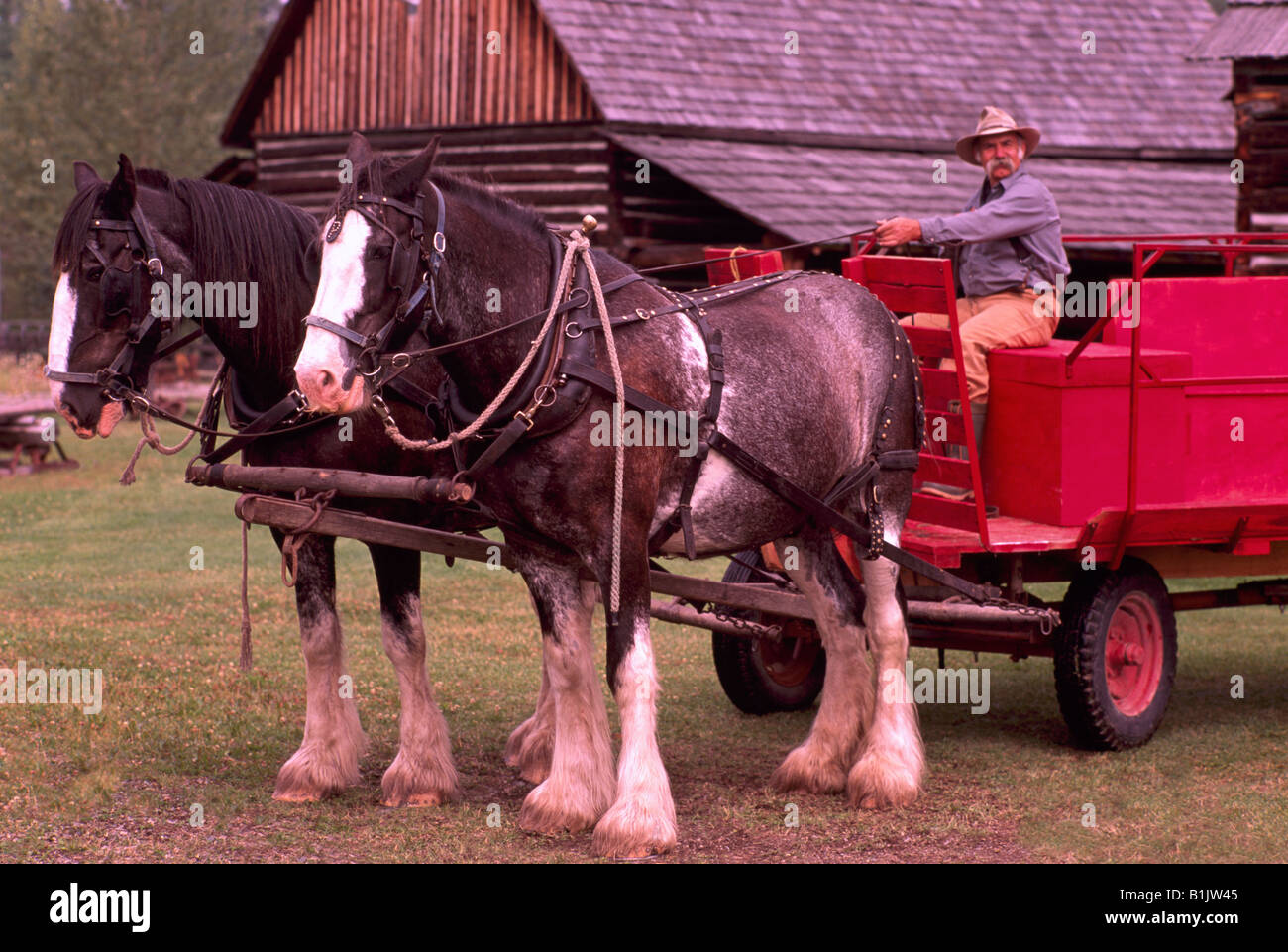 Team di Clydesdale cavalli attaccati ad un carro a pioppi neri americani House storico sito nel Cariboo regione della Columbia britannica in Canada Foto Stock