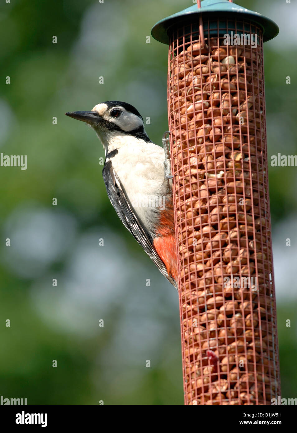 Adulto picchio rosso maggiore in corrispondenza di un alimentatore di arachidi Foto Stock