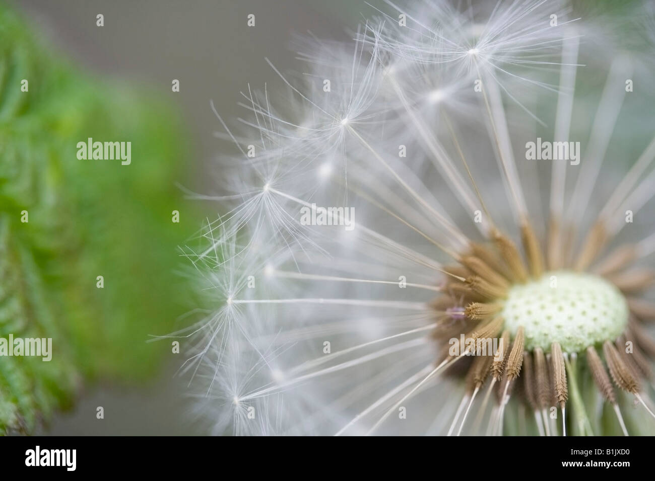 Taraxacum officinale Foto Stock