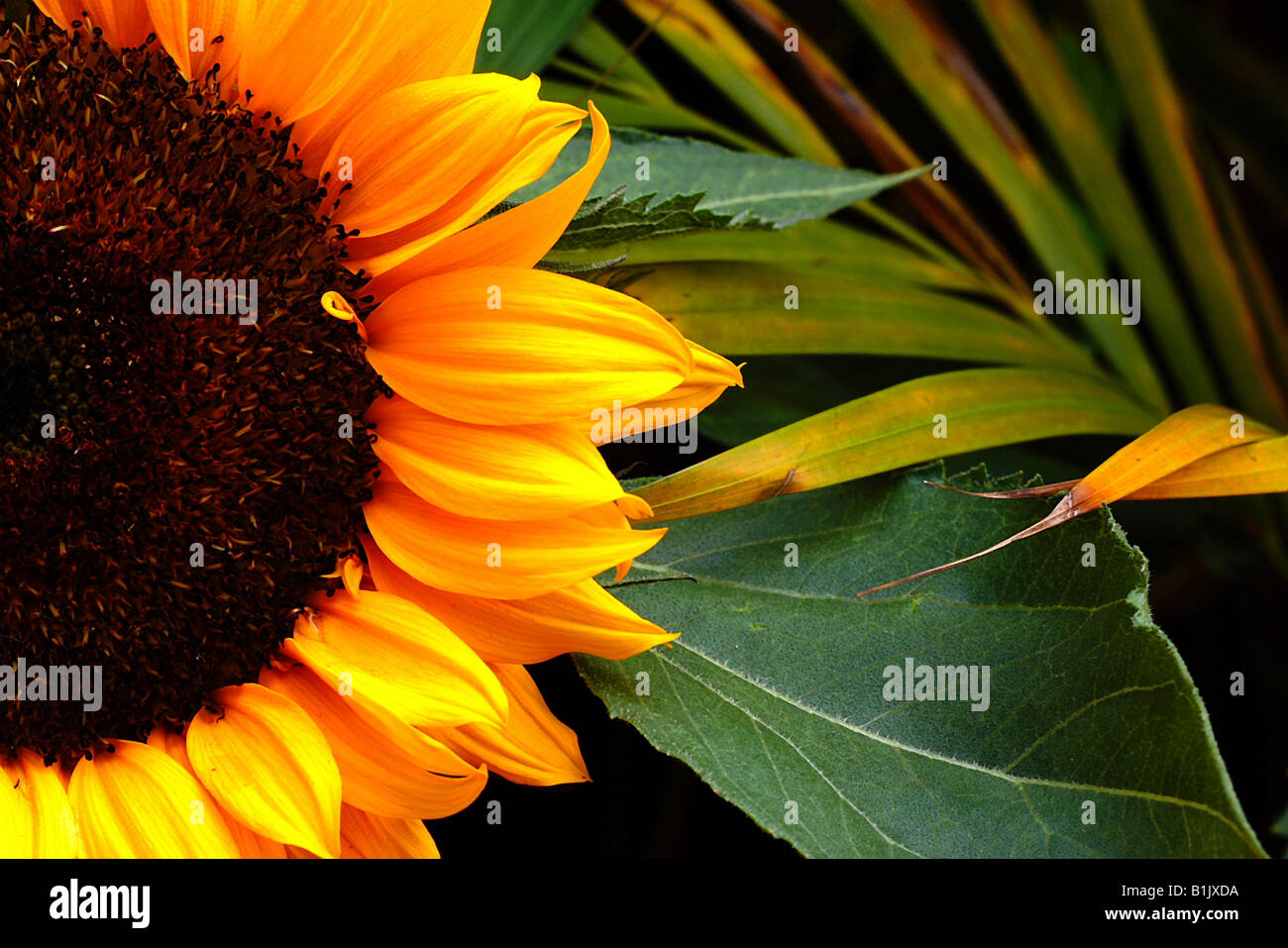 Fiore del sole Foto Stock