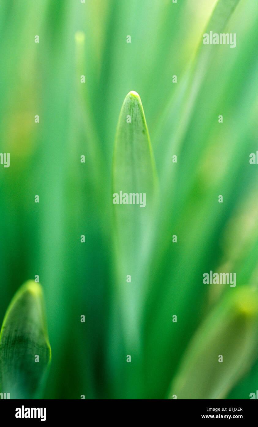 Close up di grigio-verde delle foglie dei narcisi con focus su una punta gialla Foto Stock