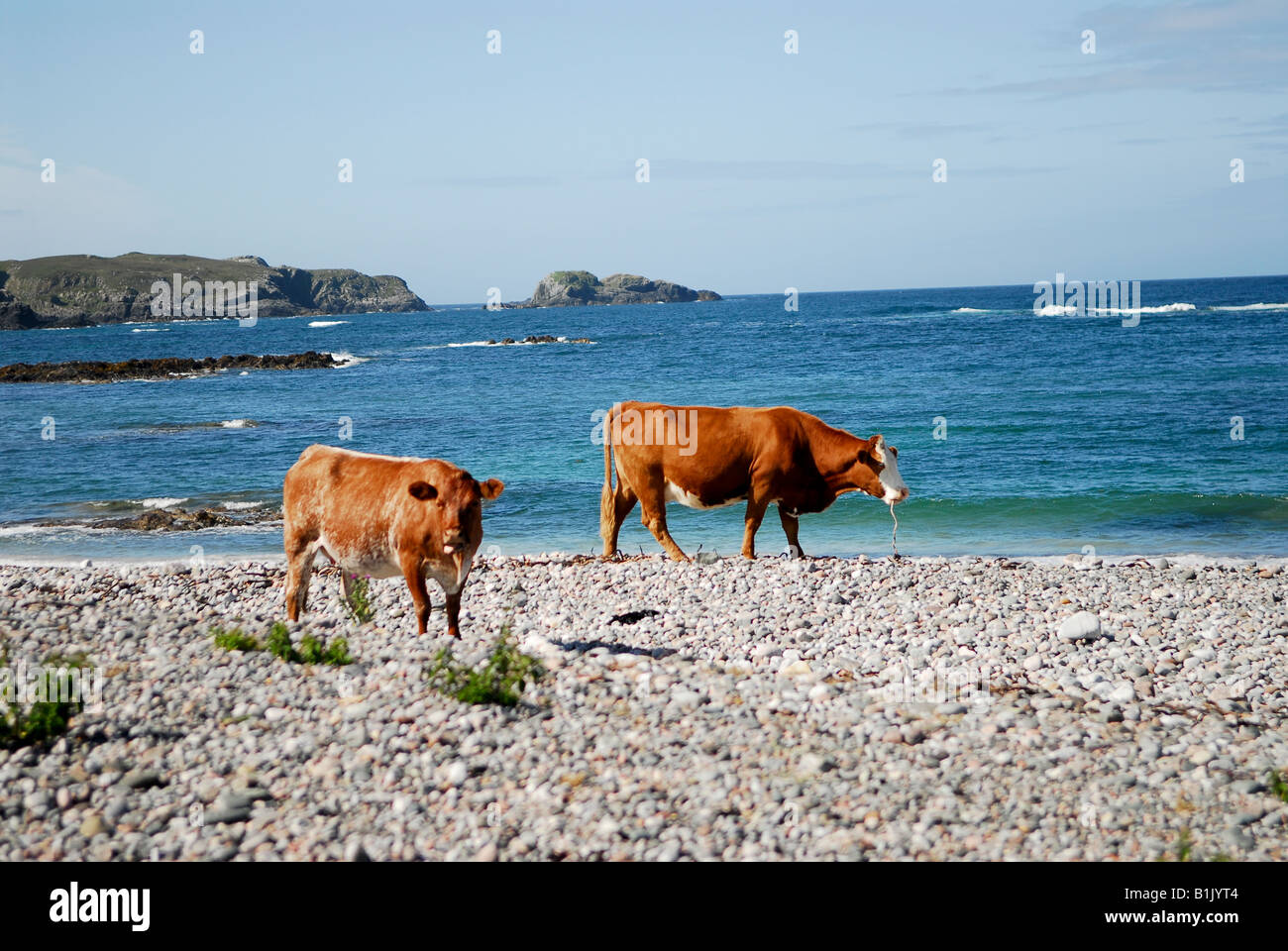 Highland vacche sulla spiaggia Foto Stock