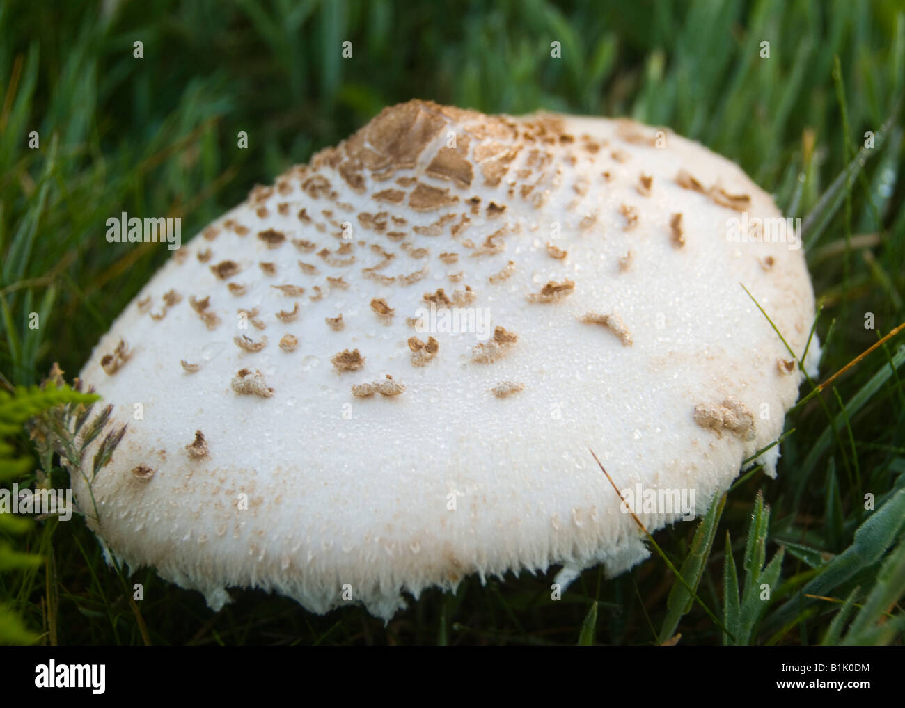 Un fungo crescente selvatici in campagna Foto Stock