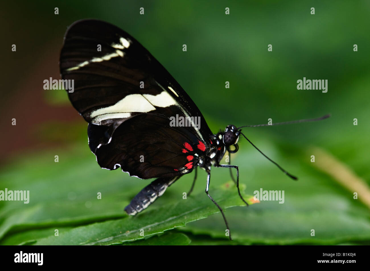 Piccolo postino Butterfly Heliconius erato Foto Stock