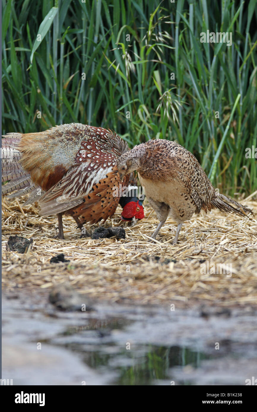 PHEASANT Phasianus colchicus coppia nel corteggiamento PRIMA DELL'ACCOPPIAMENTO Foto Stock