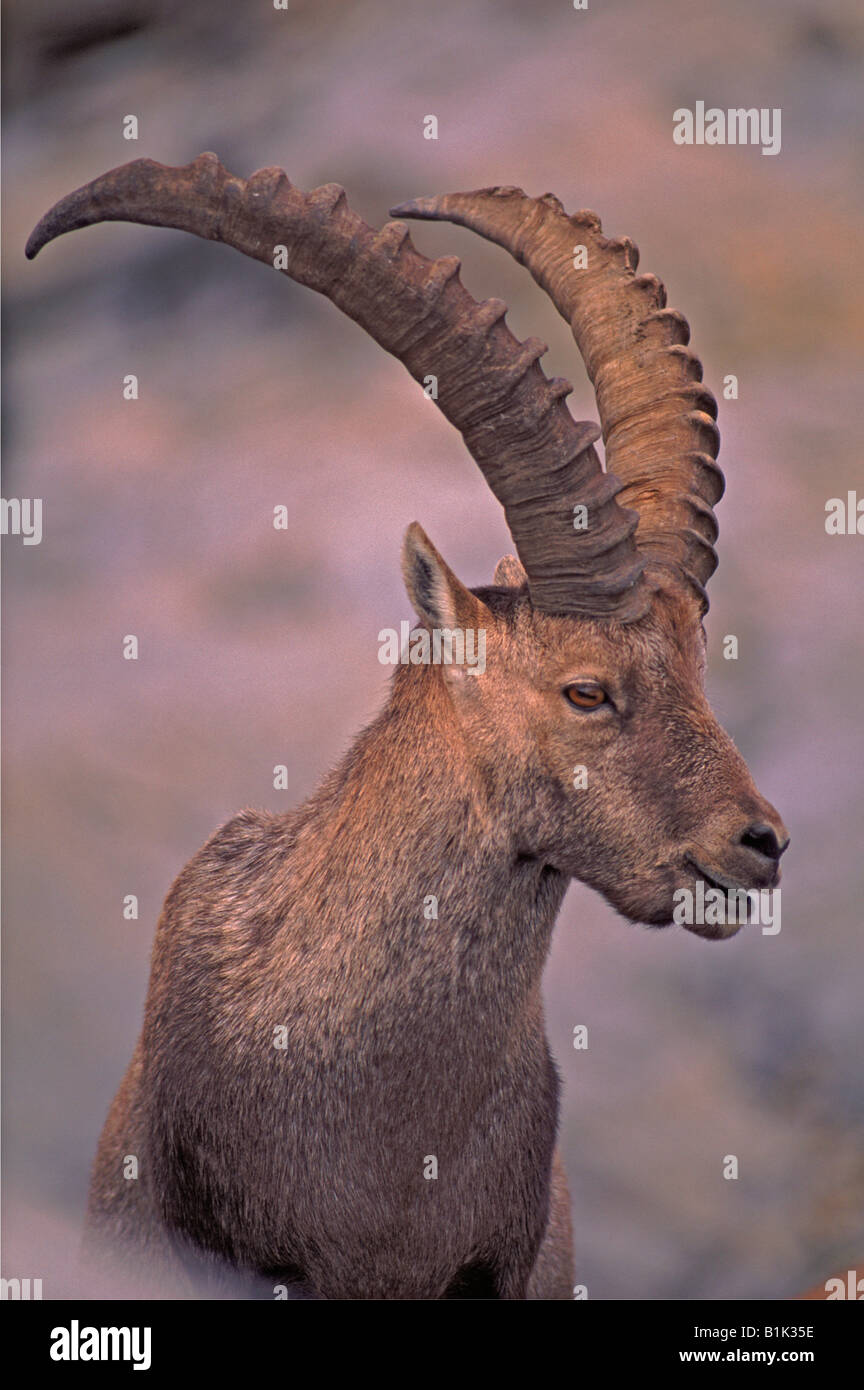 Stambecco delle Alpi (Capra ibex) confinata alle Alpi in alta montagna - Svizzera Foto Stock