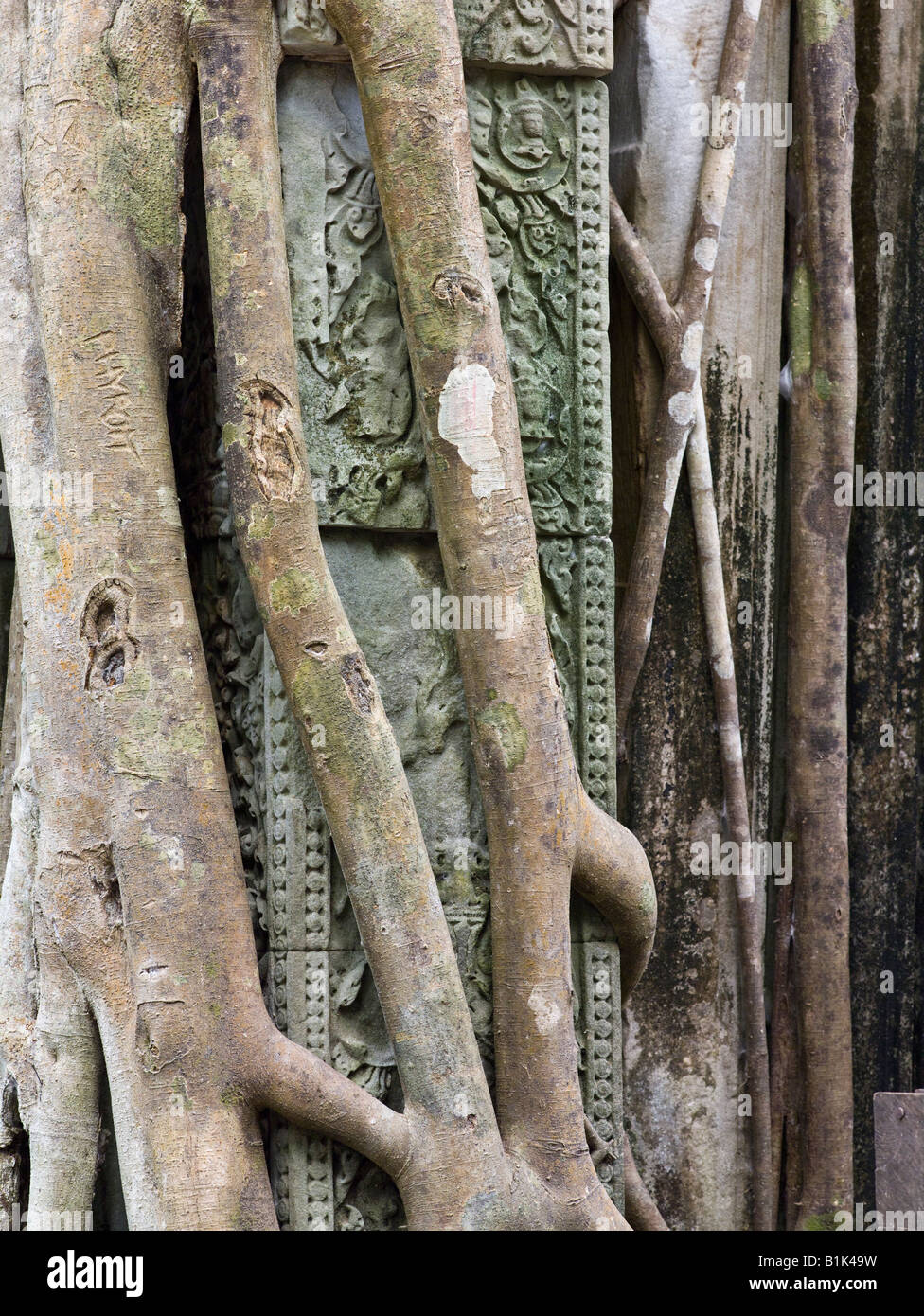 Rovine e jungle liane a Beng Mealea tempio, Cambogia Foto Stock