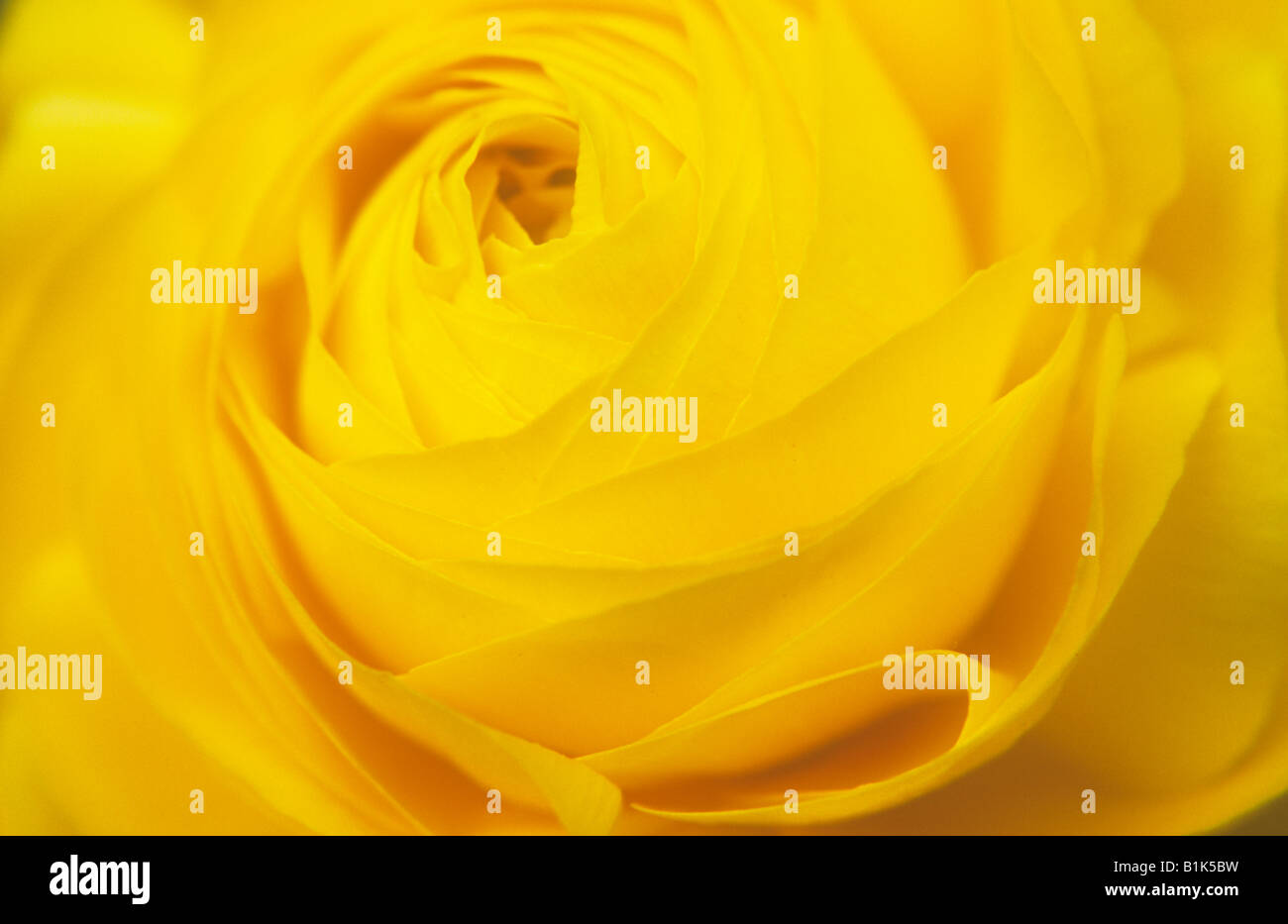 Close up giallo puro multi-layered petalo flowerhead di ranuncoli o giardino buttercup o pulsanti scapoli Foto Stock