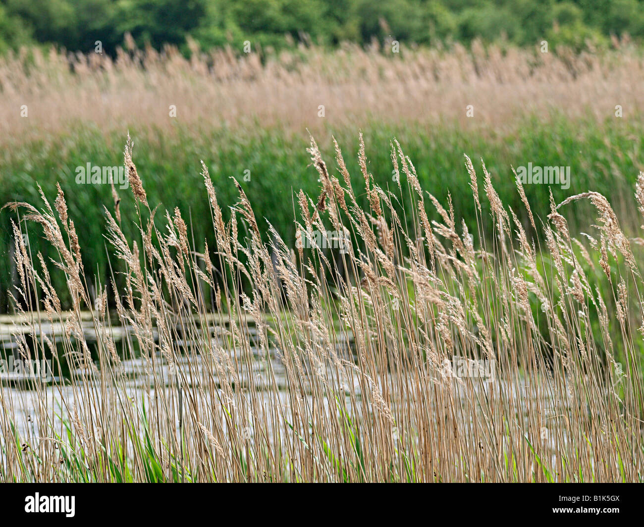 Letto REED A HICKLING RISERVA NATURALE ENGLAD NORFOLK REGNO UNITO Foto Stock