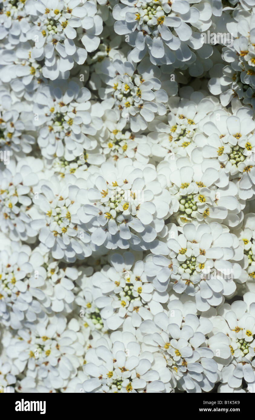 Close up di moquette di colore bianco puro con flowerheads golden stami di perenne candytuft o Iberis sempervirens Foto Stock