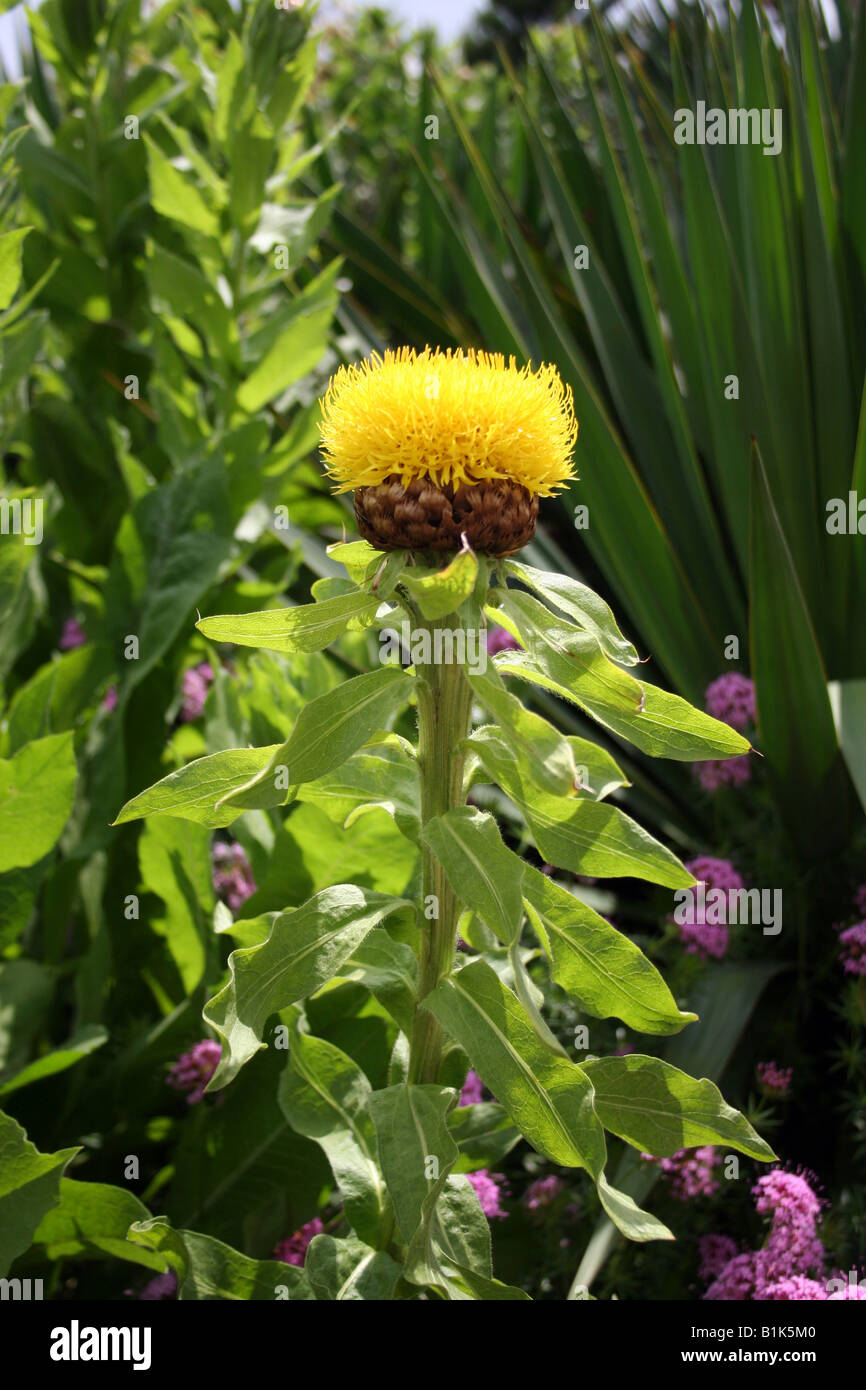 CENTAUREA MACROCEPHALA. HARDHEADS. Fiordaliso. Foto Stock