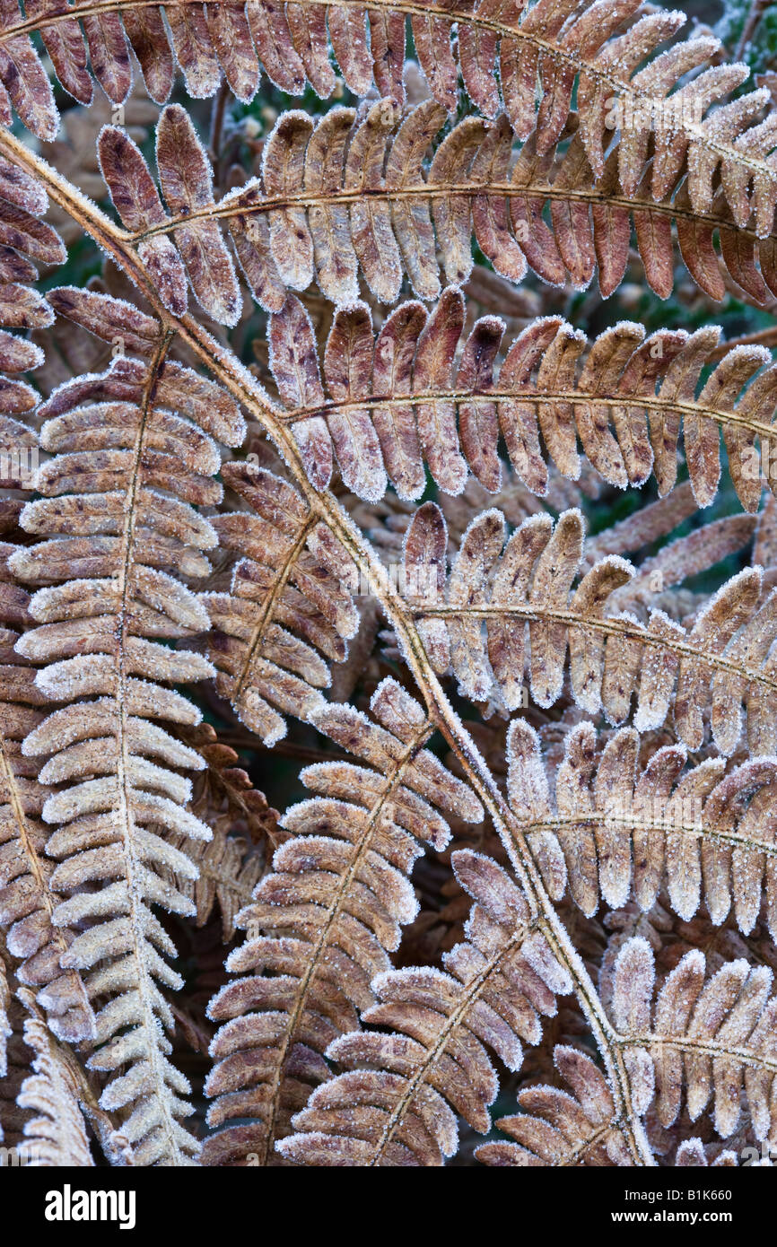 Frosty foglia di felce. Foto Stock