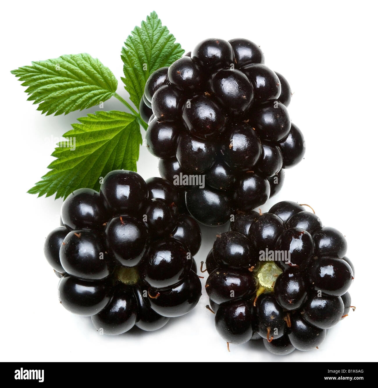 Oggetto dewberry su sfondo bianco Foto Stock