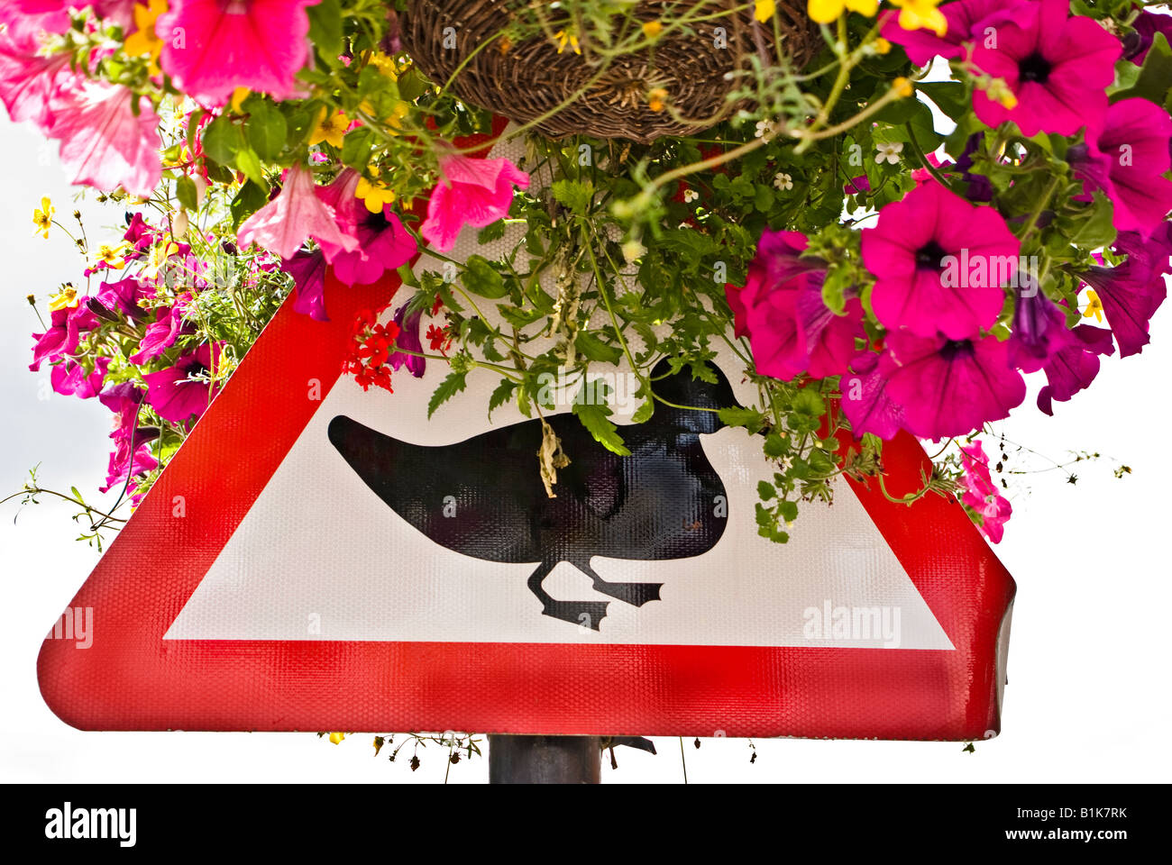 Cartello stradale di avvertimento di anatre su strada Foto Stock
