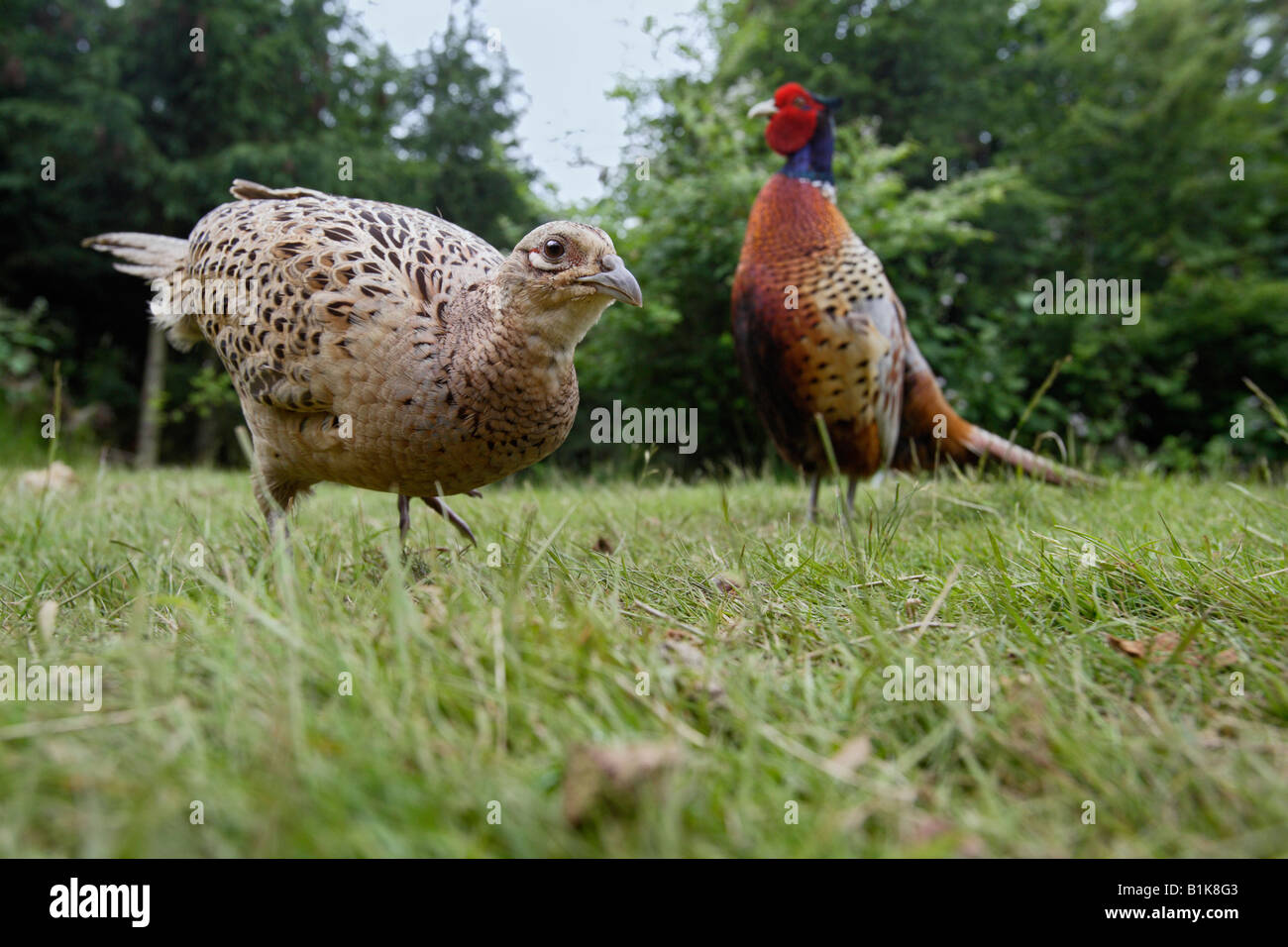 Fagiani Phasianus colchicus Potton alimentazione Bedfordshire Foto Stock