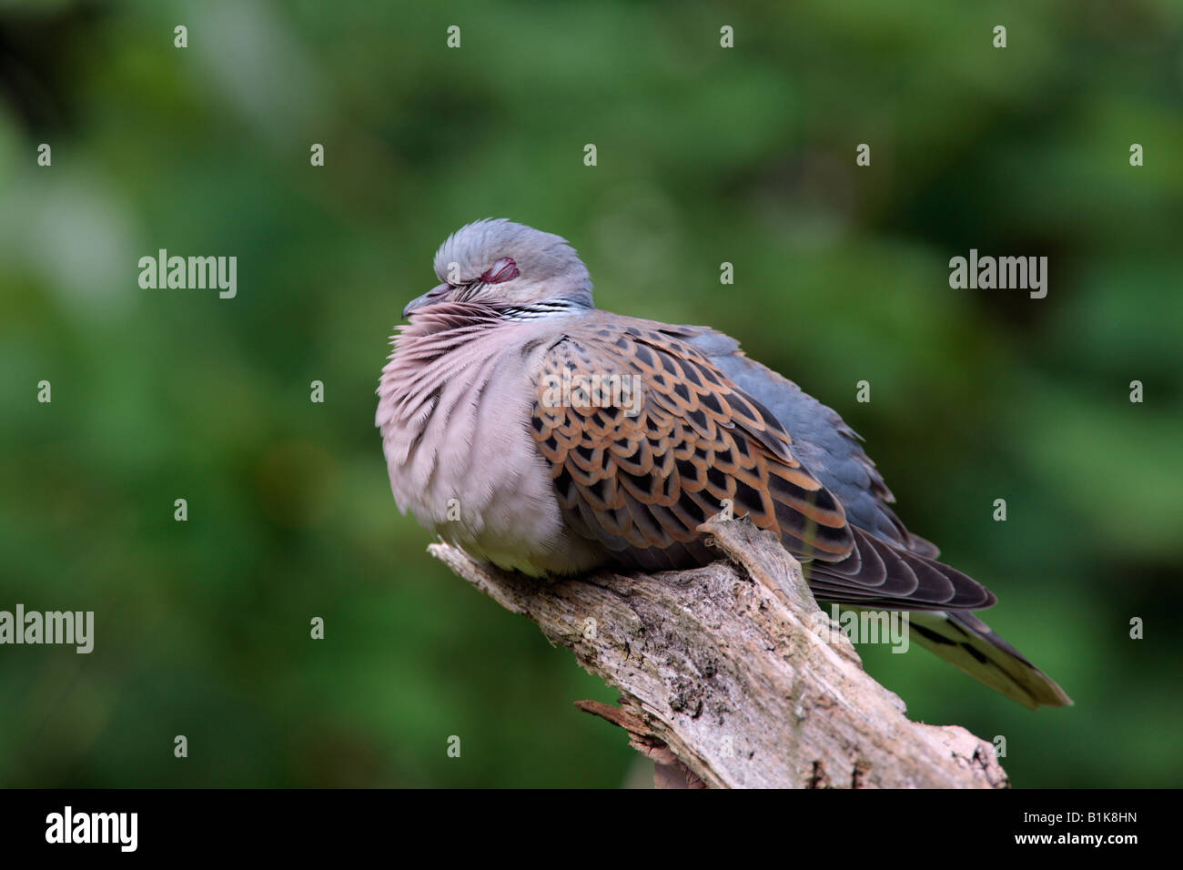 La Tortora Streptopelia turtur a riposo sul log Potton Bedfordshire Foto Stock