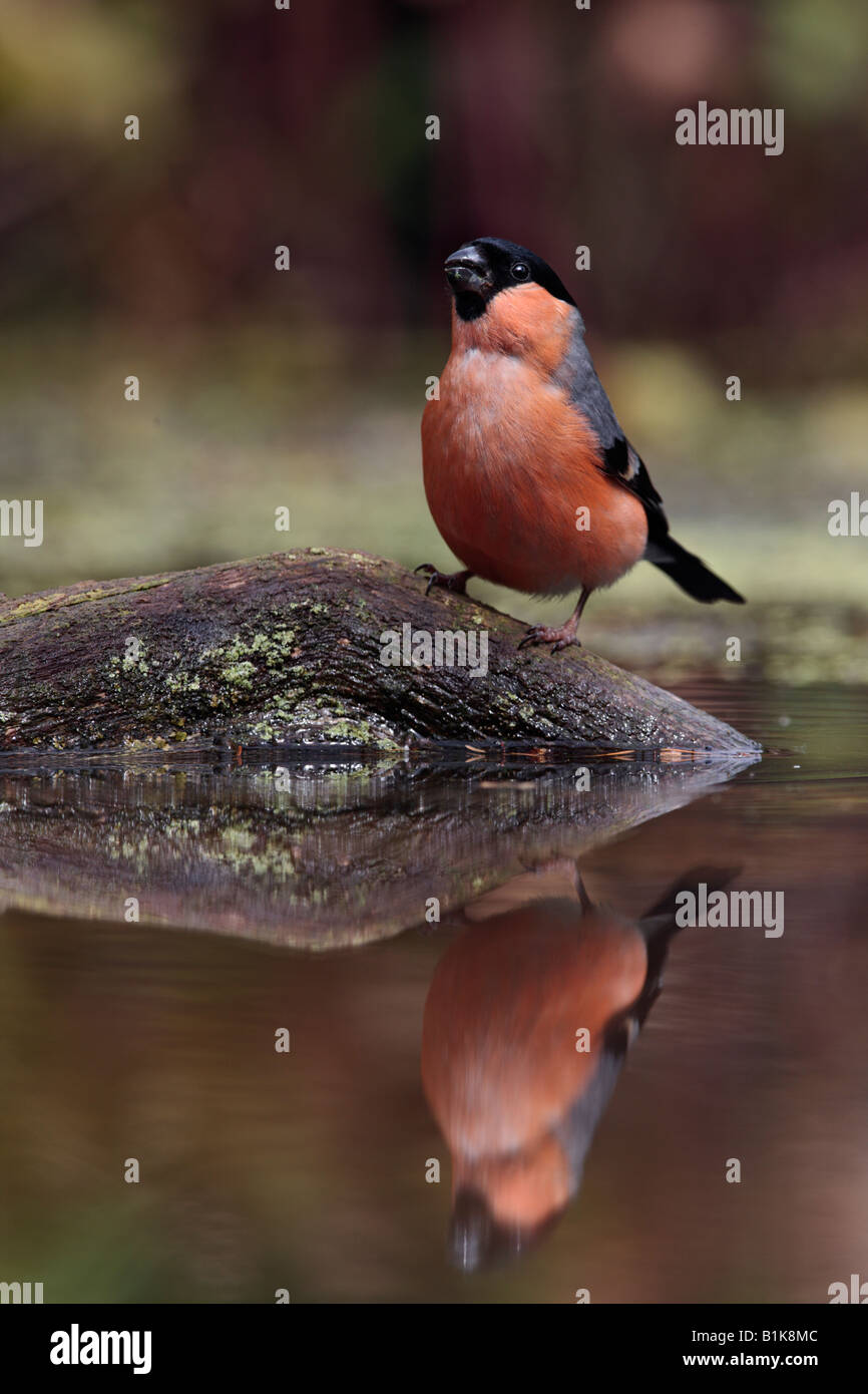 Bullfinch maschio Pyrrhula pyrrhula in stagno sul registro con la riflessione in acqua Potton Bedfordshire Foto Stock