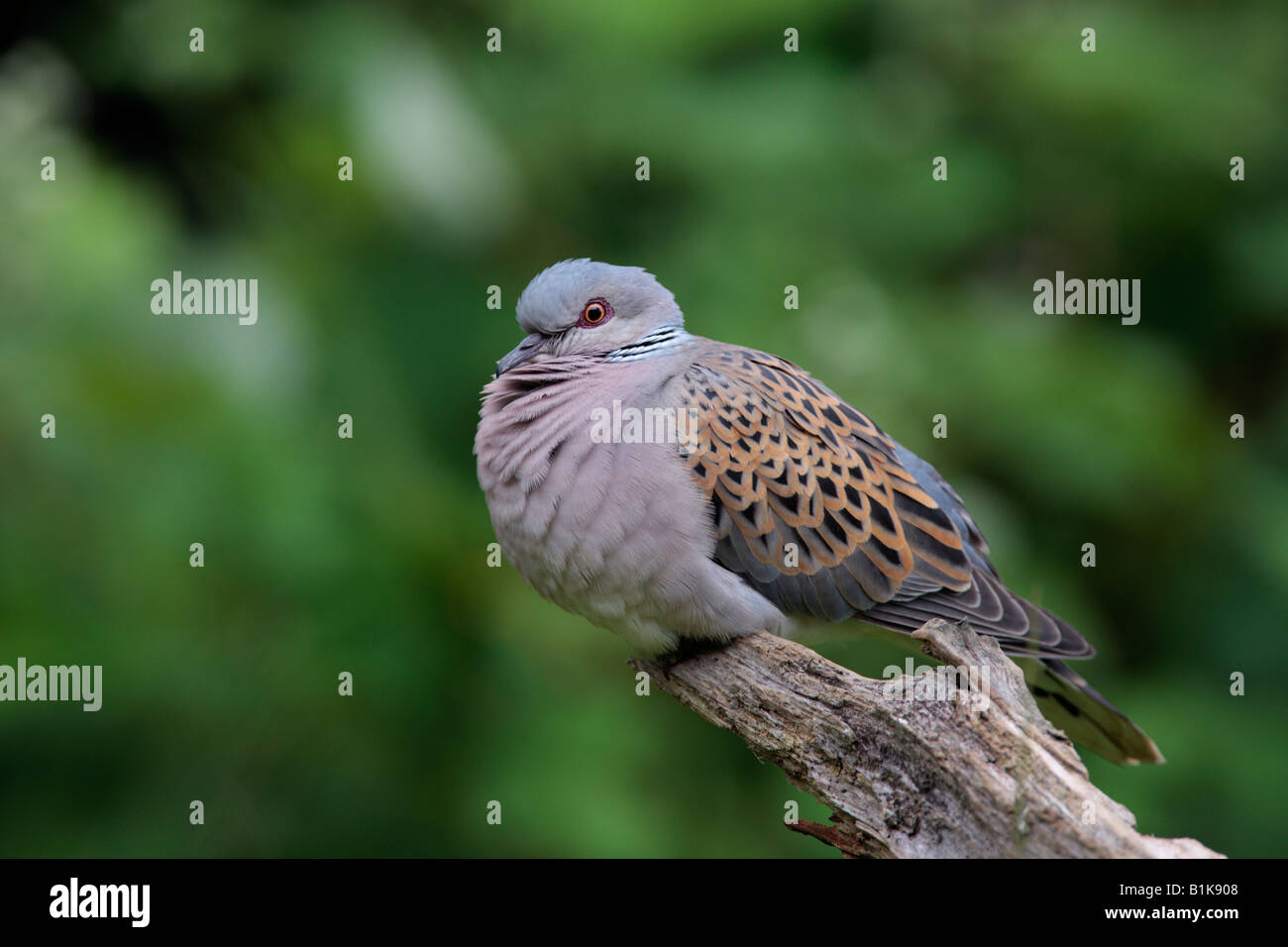 La Tortora Streptopelia turtur a riposo sul log Potton Bedfordshire Foto Stock
