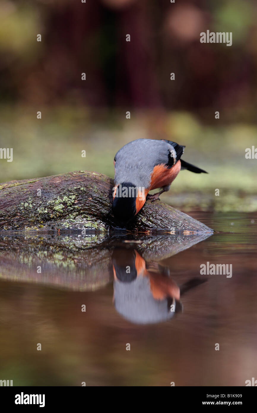 Bullfinch maschio Pyrrhula pyrrhula in stagno sul registro con la riflessione in acqua Potton Bedfordshire Foto Stock
