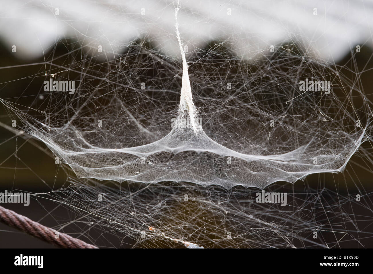 Spider Web sodi Malaysia nella forma di un imbuto Foto Stock
