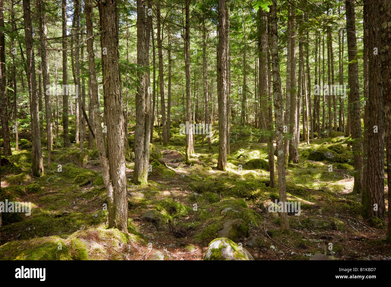 Sunlit Woods Foto Stock