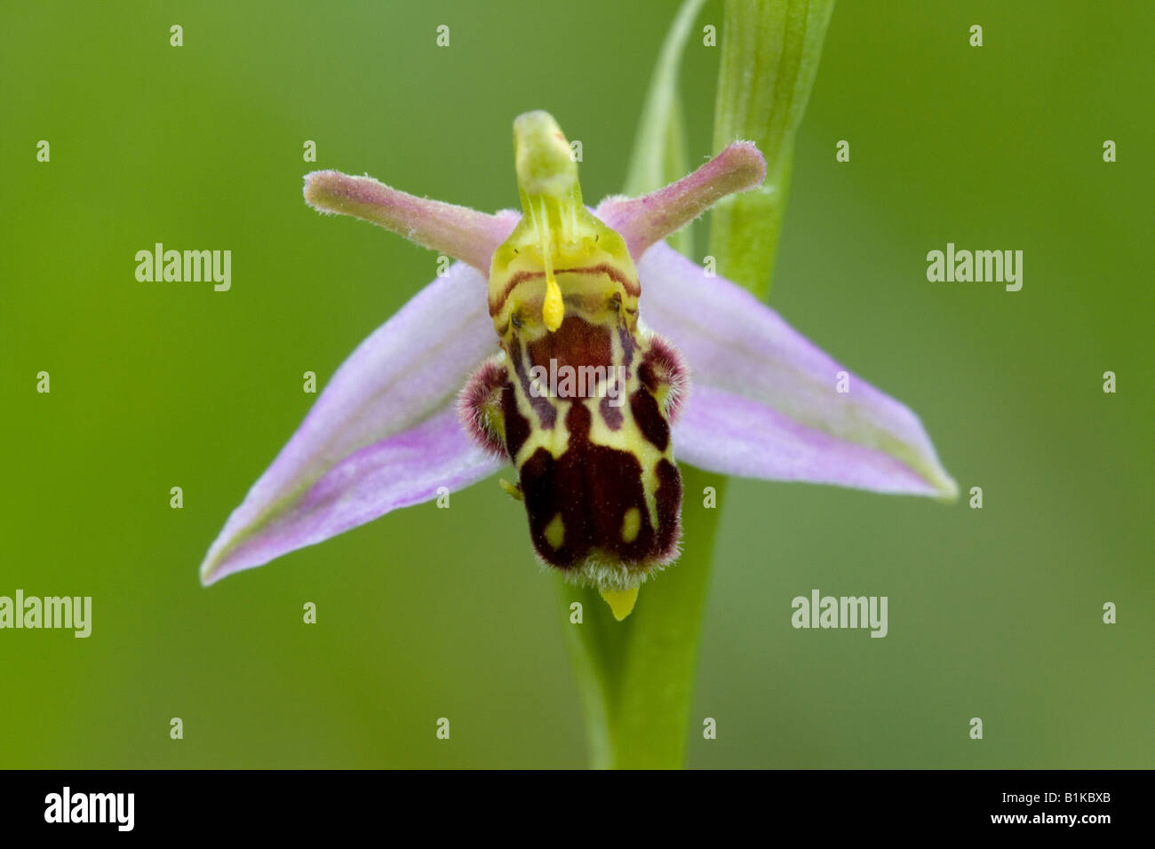 Bee Orchid Ophrys apifera close-up di un unico fiore Foto Stock
