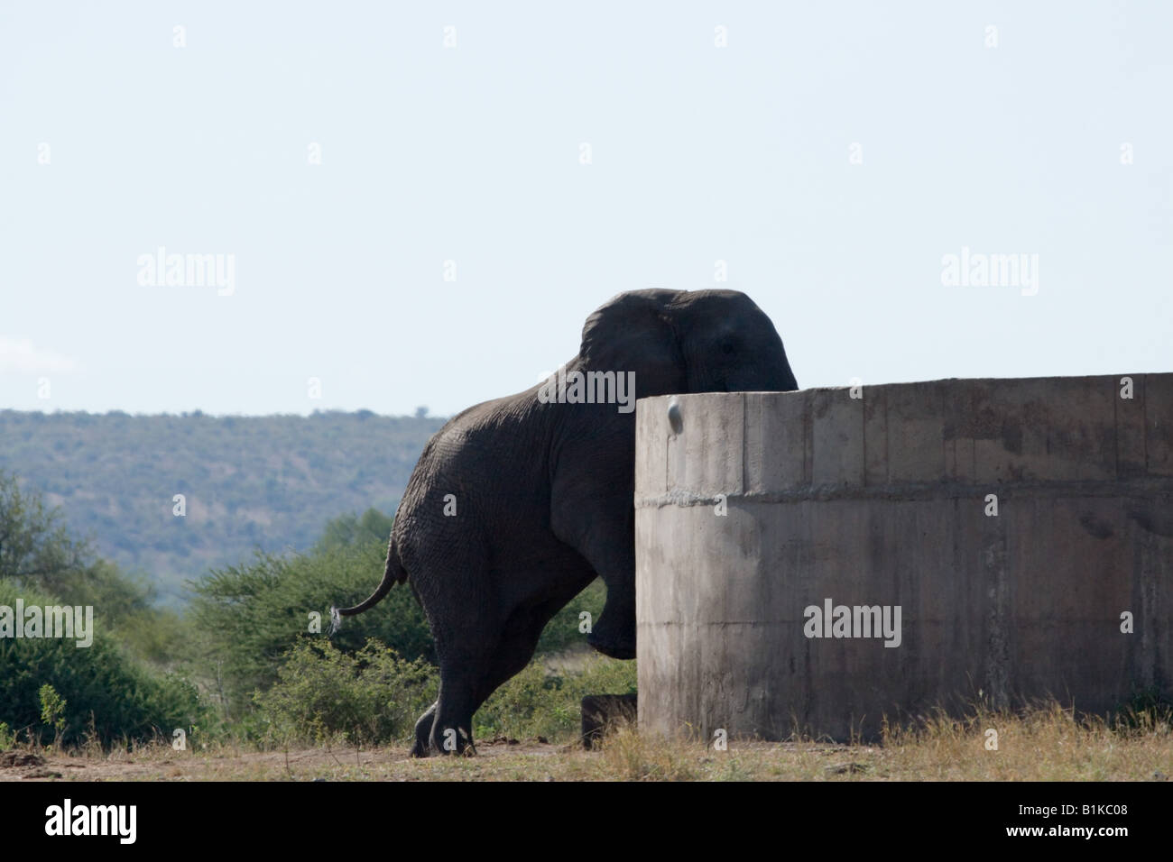 Un elefante assetato cerca di acqua da un uomo fatto acqua serbatoio alimentato da un foro di trivellazione nel Parco di Kruger NP in Sud Africa. Foto Stock