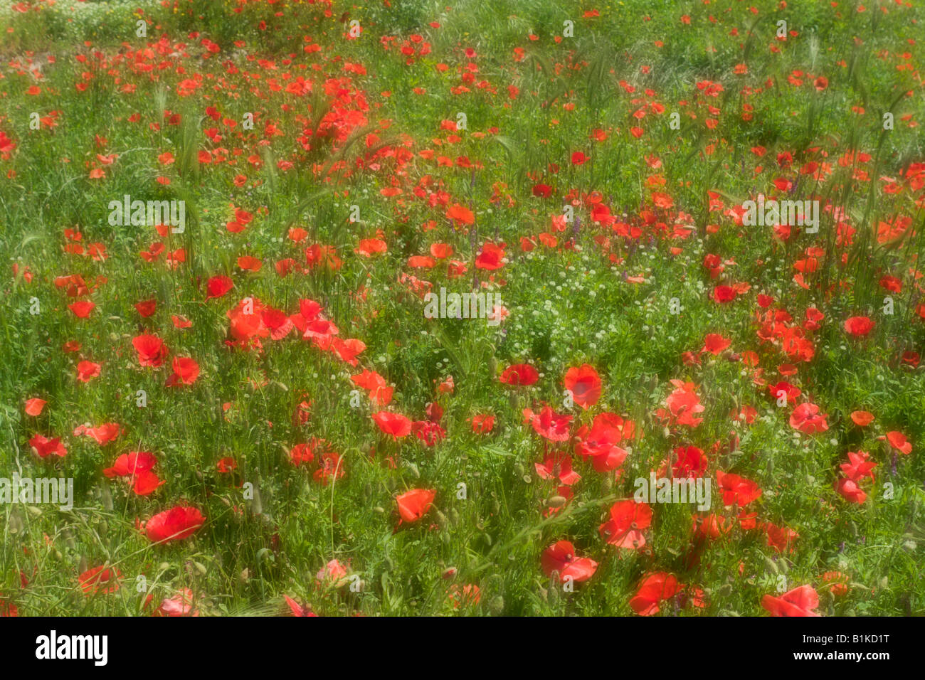 Soft Focus di un campo di papaveri rossi, Dalmazia, Croazia Foto Stock