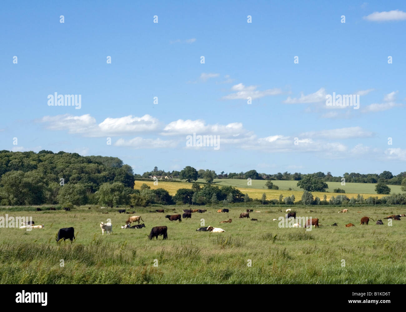 Le mucche in campagna Foto Stock