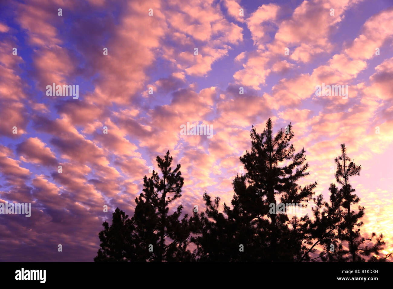 Pino e formazioni di nubi a sunrise McBride lago vicino Lago Morice BC Foto Stock