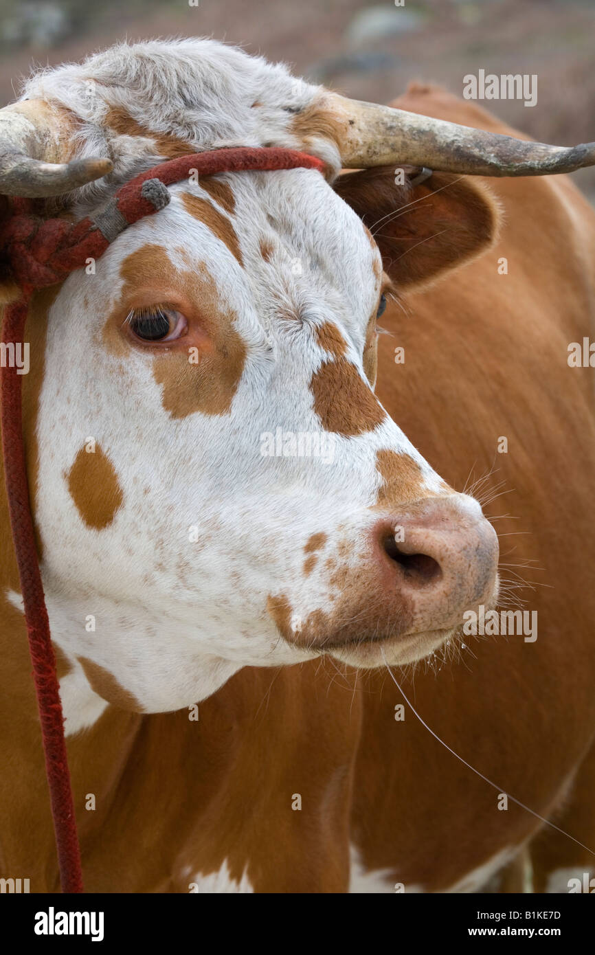 Mucca Santa Agnese Isole Scilly Foto Stock