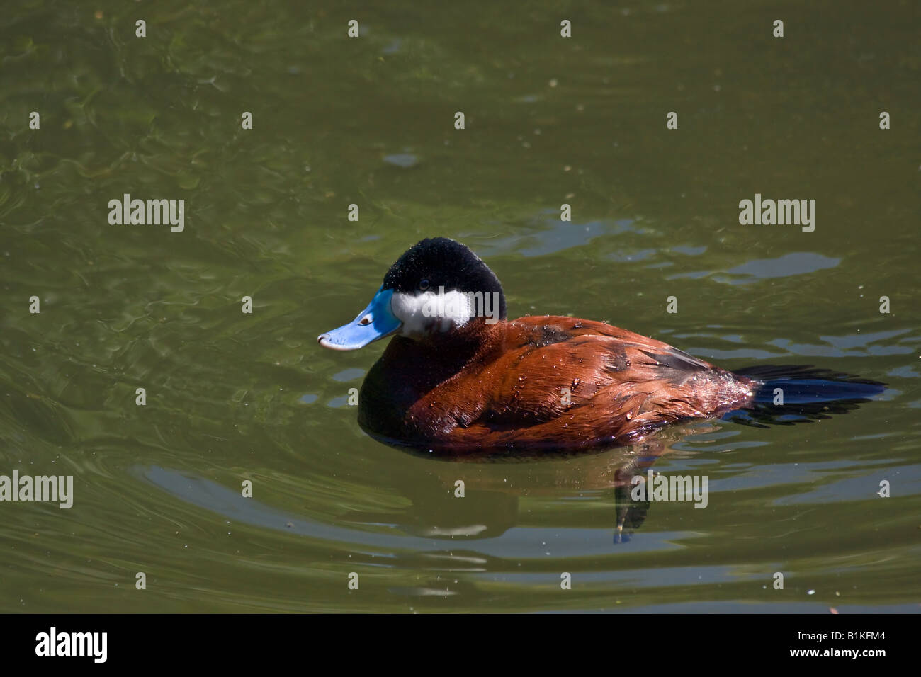 Maschio anatra Ruddy Duck Oxyura jamaicensis uccello nel paesaggio acquatico ad alta risoluzione Foto Stock