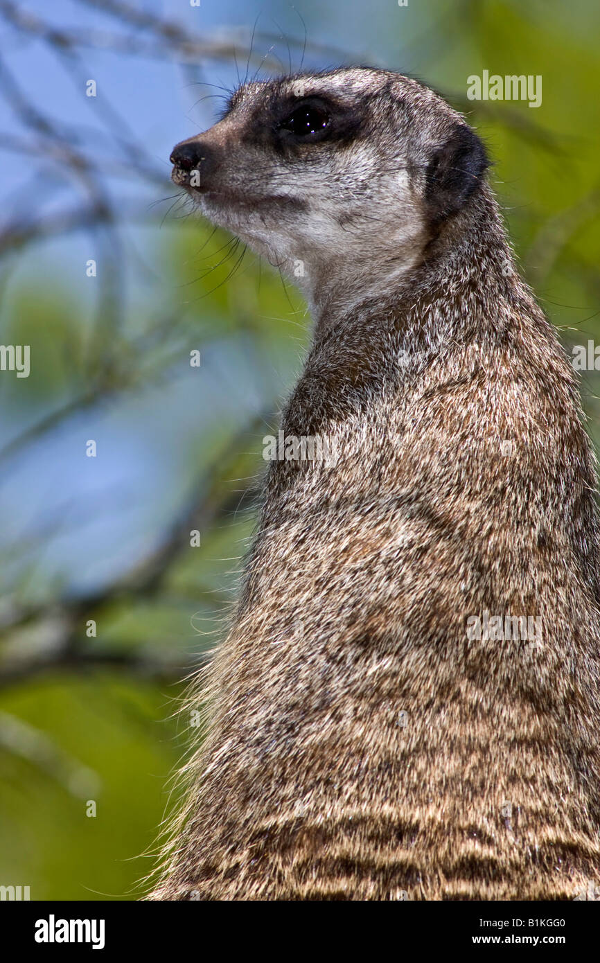 Suricato Suricata Suricatta Mangusta al Toledo ZOO in Ohio OH, un animale selvatico, immagini, foto in vendita su alamy, formato verticale negli USA US, hi-re Foto Stock
