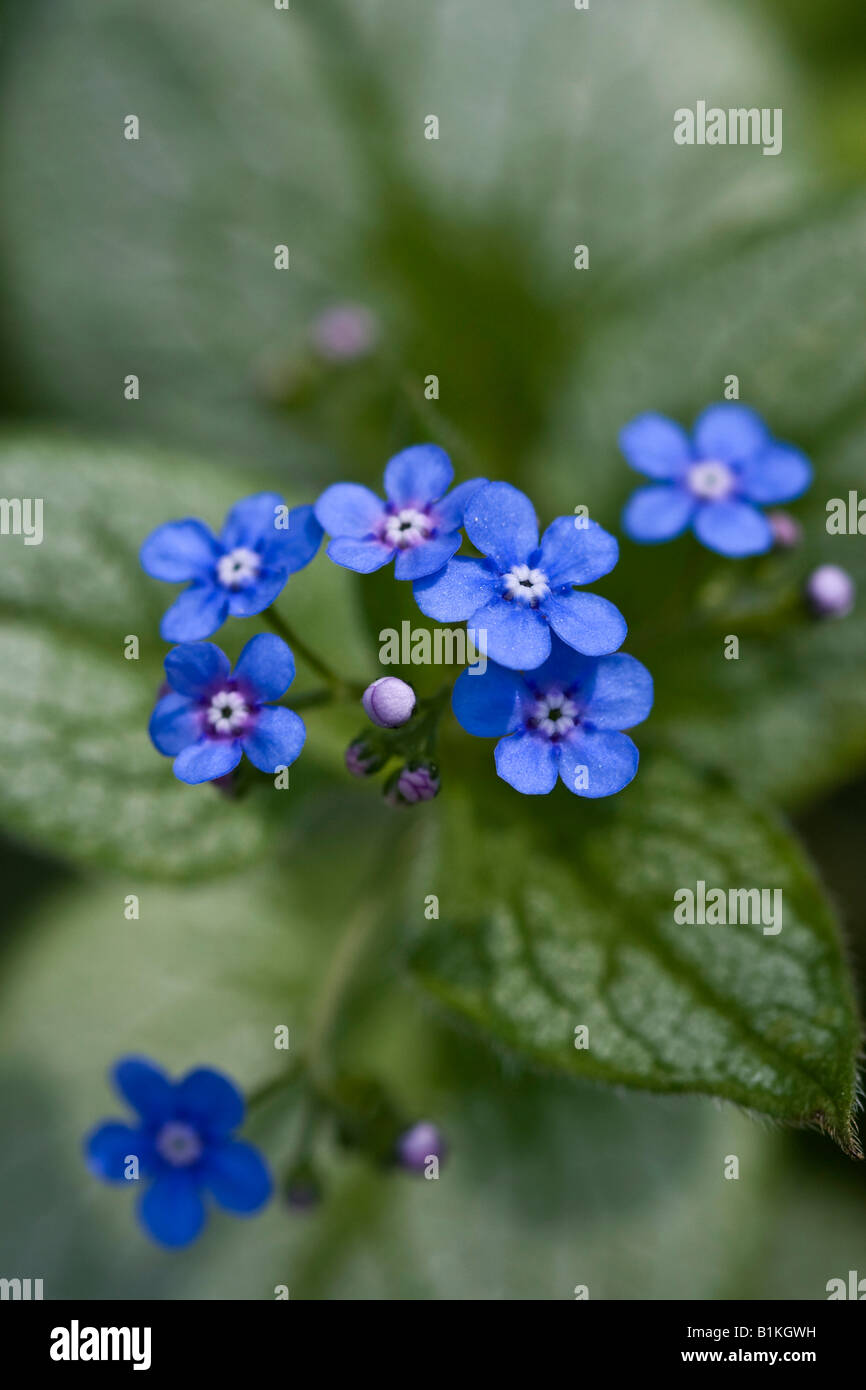 Fiore Blu Brunnera macrophylla fiori floreali natura artistica vista dall'alto nessuno sfocato sfocato sfocato sfondo alta risoluzione Foto Stock