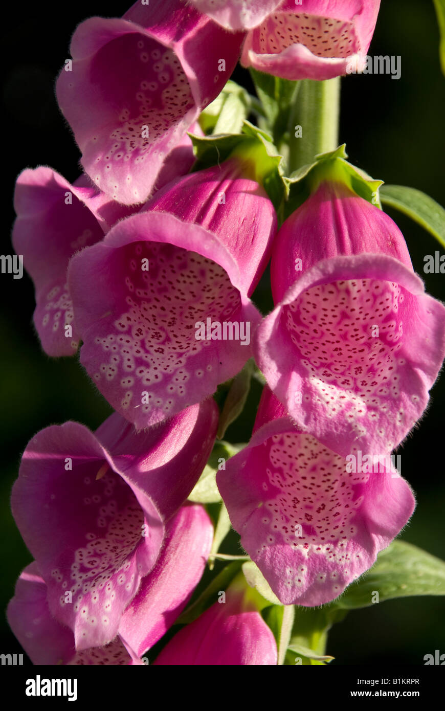 Foxglove Foto Stock