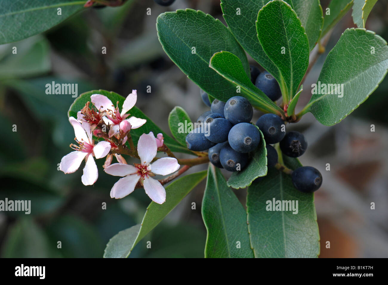 Indian biancospino (Rhaphiolepis indica), ramoscello con fiori e frutti di bosco Foto Stock