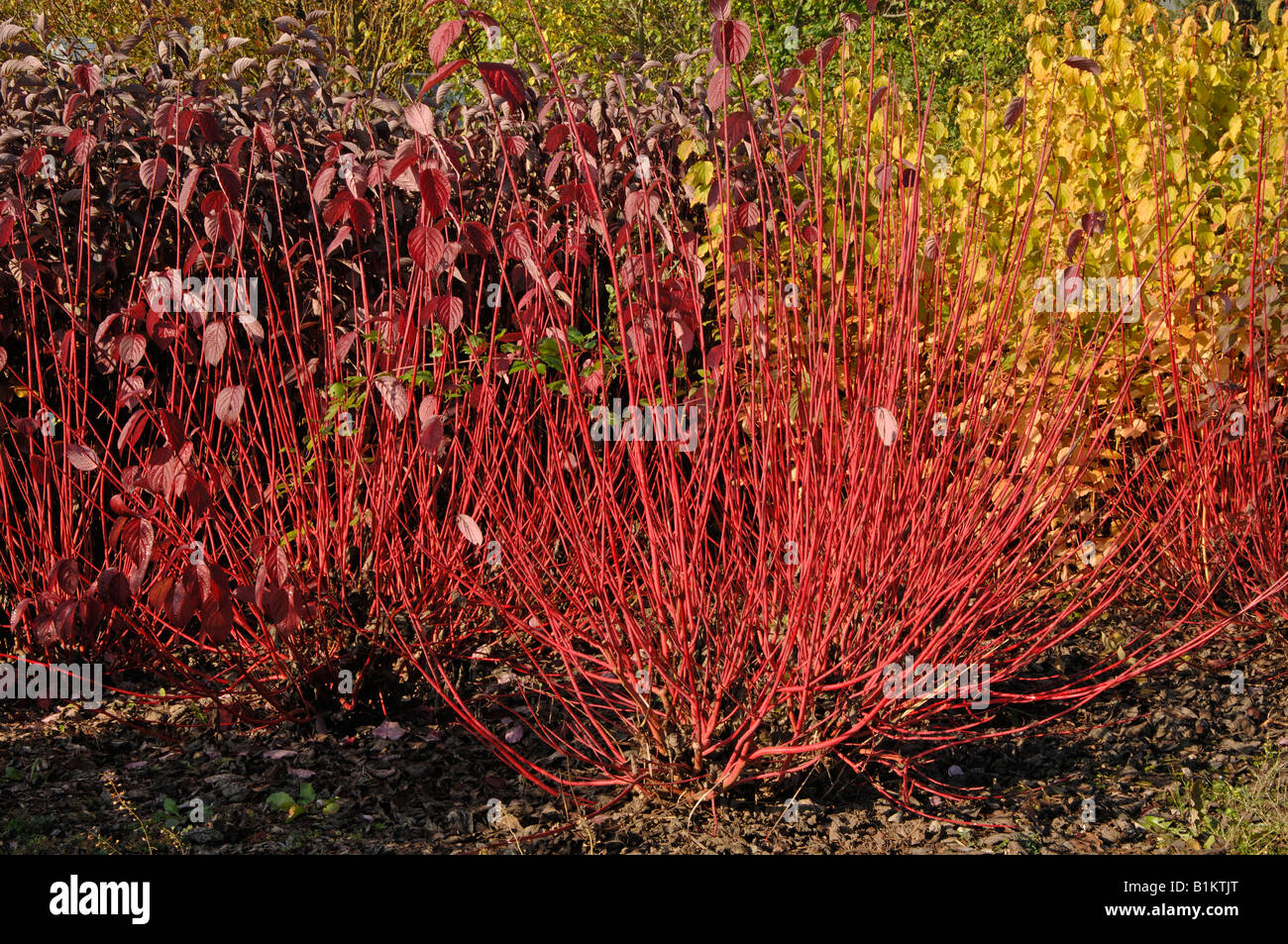 Tatarian Sanguinello siberiano Sanguinello (Cornus alba varietà sibirica), un arbusto in autunno Foto Stock