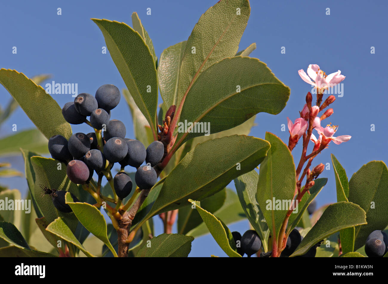 Indian biancospino (Rhaphiolepis indica), ramoscello con fiori e frutti di bosco Foto Stock