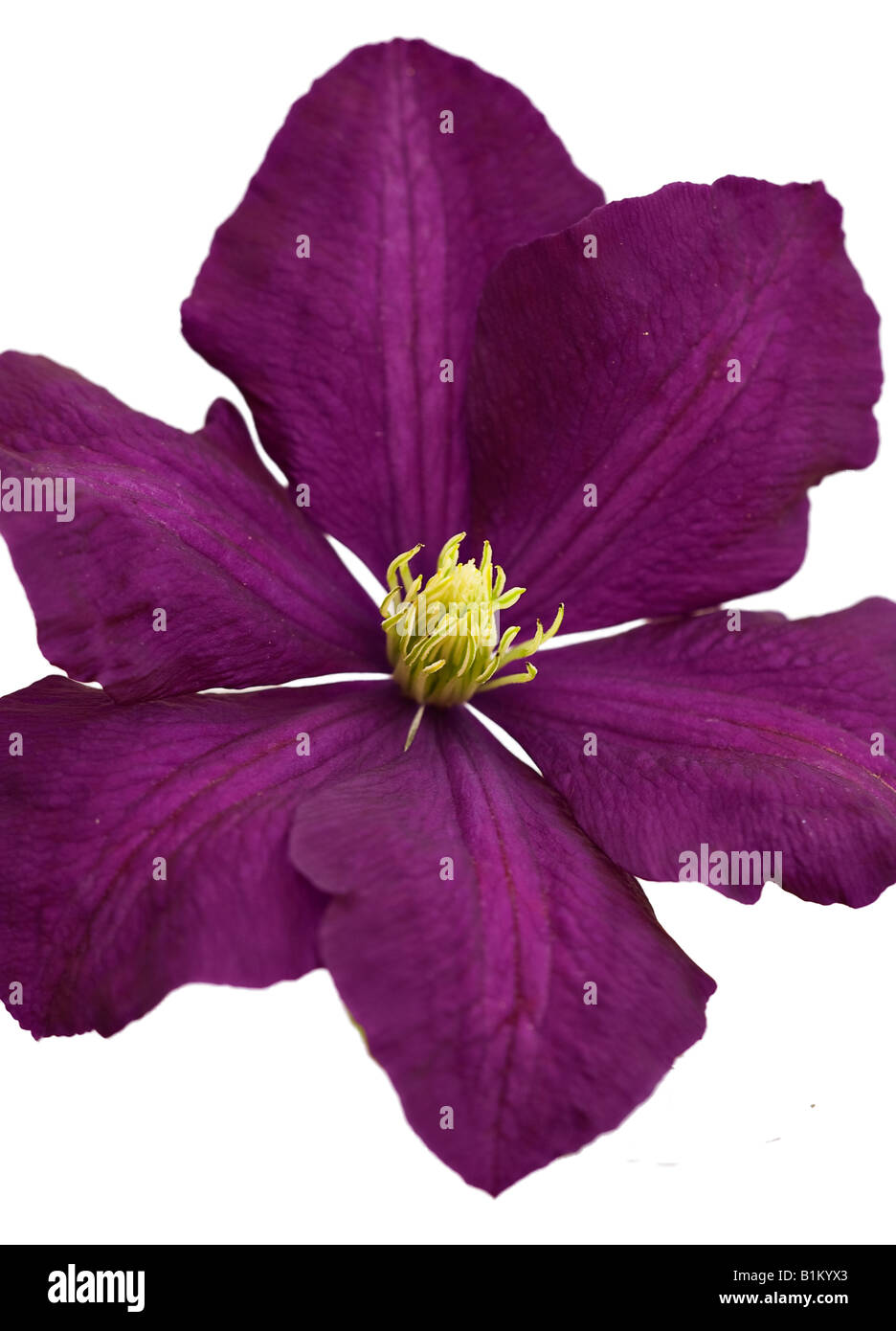 Un primo piano di un singolo fiore clematis viola profondo su sfondo bianco Foto Stock