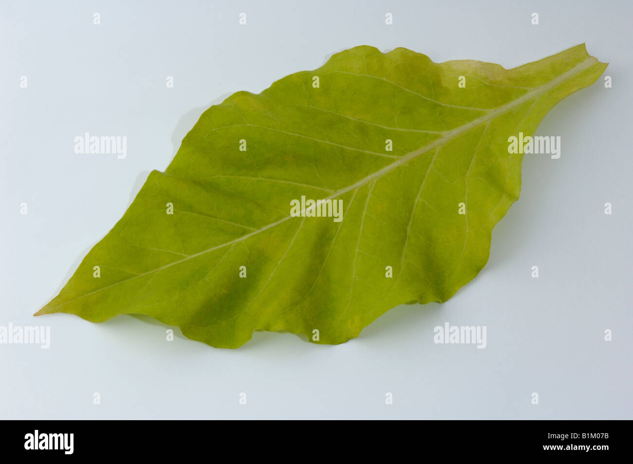 Comune di tabacco (Nicotiana tabacum), foglia, studio immagine Foto Stock