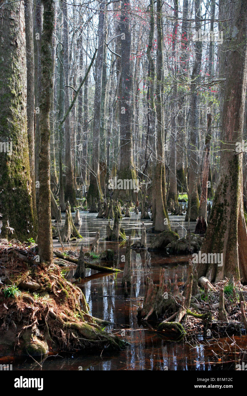 Cipresso calvo alberi nell'Congaree Parco Nazionale in Carolina del Sud Foto Stock