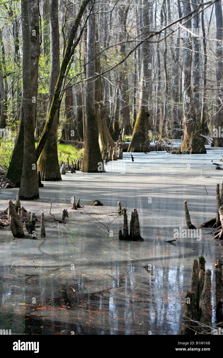 Cipresso calvo alberi nell'Congaree Parco Nazionale in Carolina del Sud Foto Stock