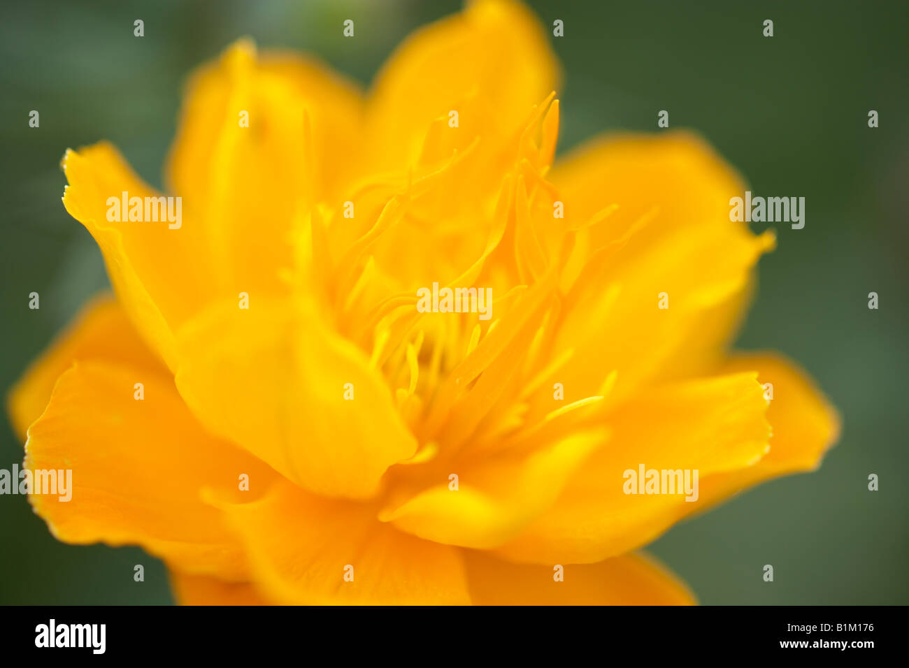 Globo fiore. trollius chinensis 'Golden Queen'. close up del fiore Foto Stock