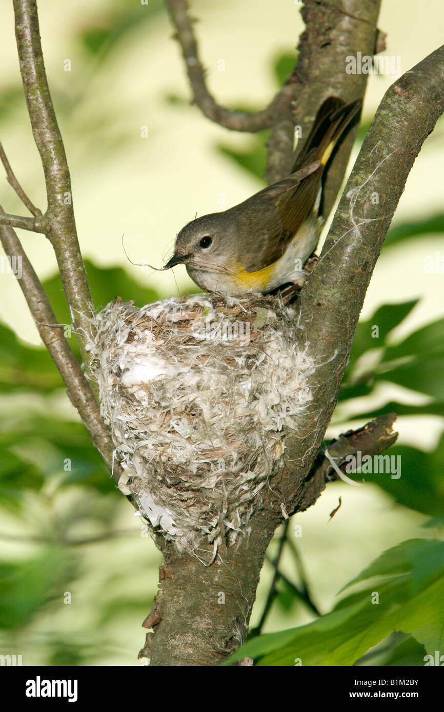 Femmina Redstart americano costruire il nido - Verticale Foto Stock