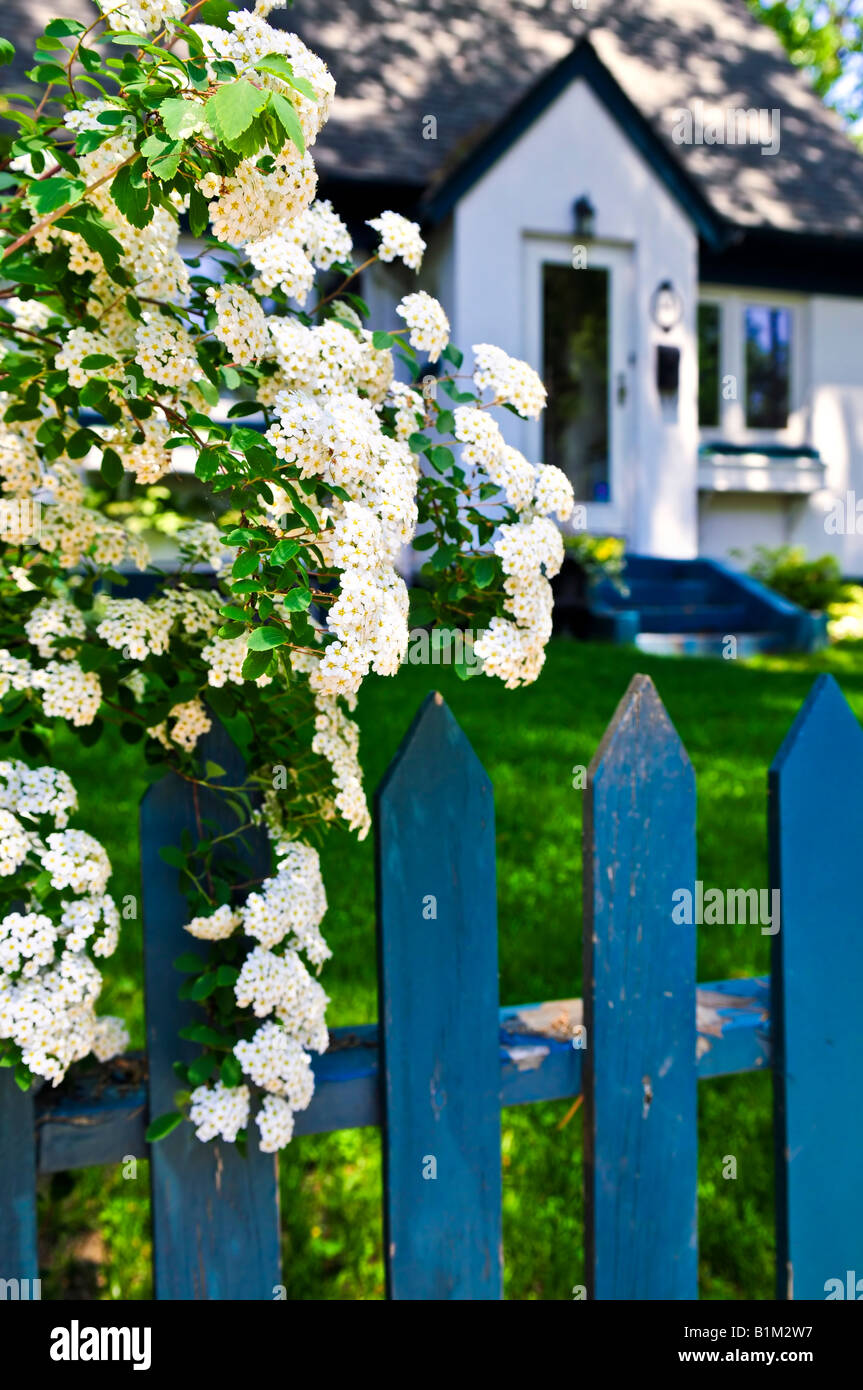 Blue Picket Fence con fioritura ghirlanda nuziale arbusto e casa residenziale Foto Stock