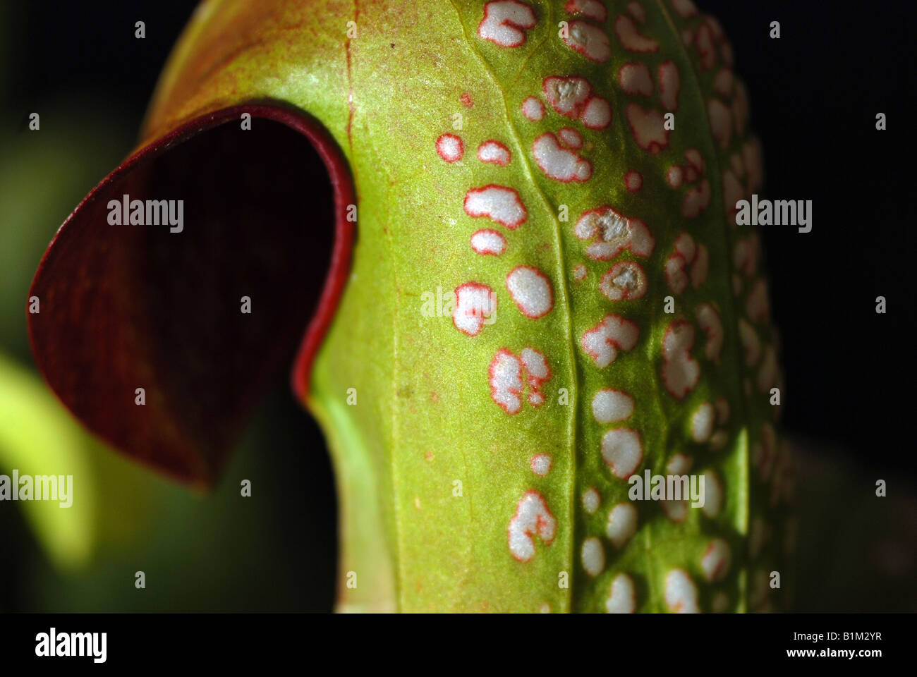 Uno dei Sarracenia genere pianta carnivora Foto Stock