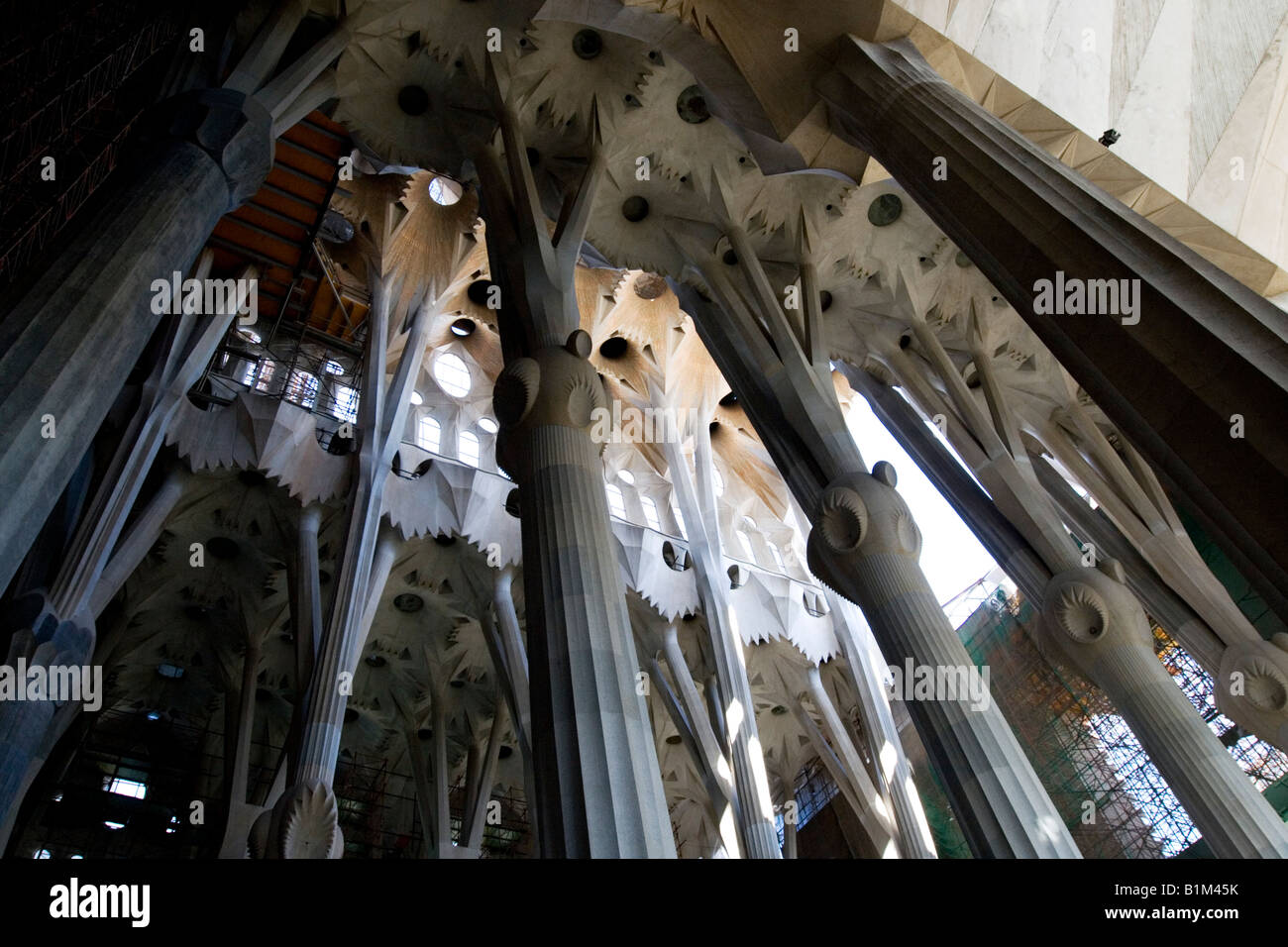 Il soffitto della famosa Sagrada Familia a Barcellona Spagna Foto Stock