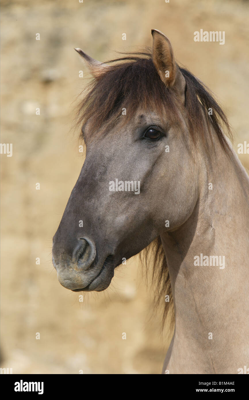 Cavallo primitivo polacco. Ritratto di dun adulto Foto Stock